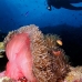 anemonefish_pink_mid_v_0705_png1299.jpg